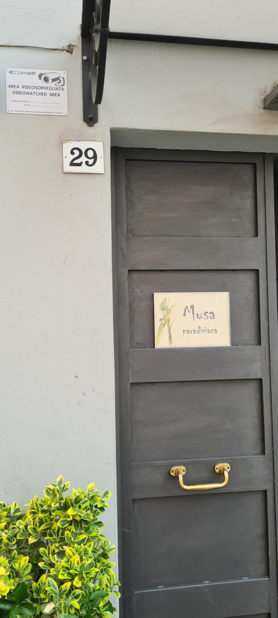 Musa Paradisiaca Turin Zimmer foto
